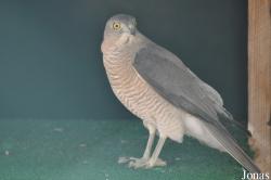 Dubai Desert Conservation Reserve
