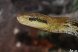 Orthriophis taeniurus