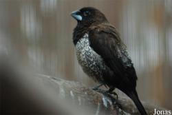 Lonchura striata