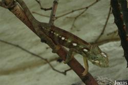 Zoologická a botanická zahrada města Plzně