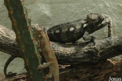 Zoologická a botanická zahrada města Plzně