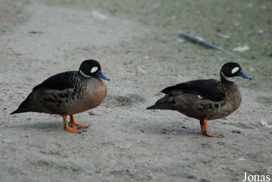 Zoo Praha