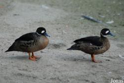 Zoo Praha