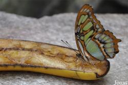 Heliconiinae