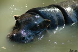 Hippopotamidae