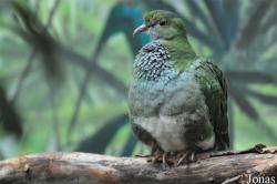Zoo Köln
