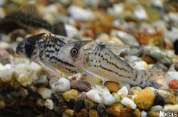 Callichthyidae