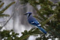 Cyanocitta cristata