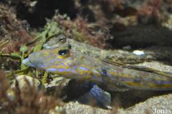 Callionymidae