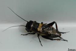 Gryllus campestris