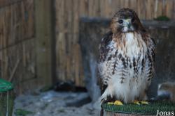 Buteo jamaicensis