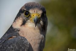 Falco biarmicus
