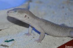 International Reptile Exhibition