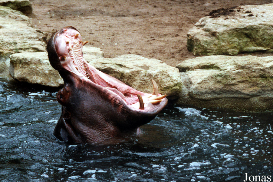 Zoo d'Amnéville