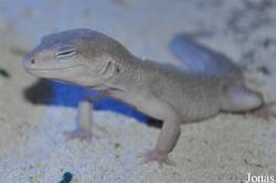 International Reptile Exhibition