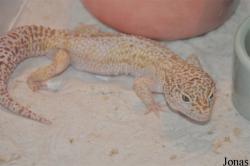 Reptiles World