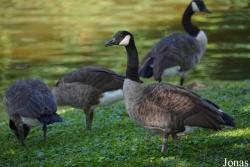 Branta canadensis
