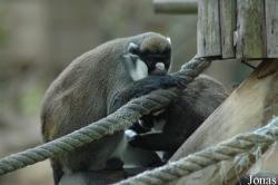 Cercopithecus petaurista