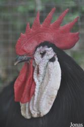 Poule Espagnole à face blanche