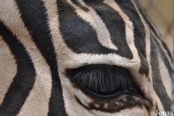 Zoo Alt Camp