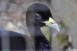Psophiidae