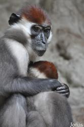 Parc Zoològic de Barcelona