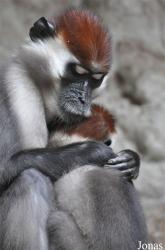 Parc Zoològic de Barcelona