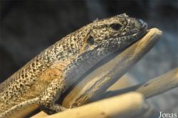 Zonosaurus maximus