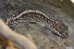 Paroedura pictus