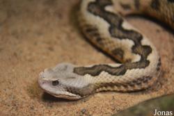 Vipera latastei