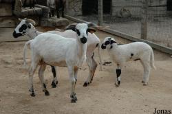 Mouton Churra Algarvia