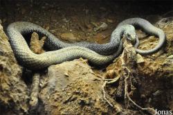 Malpolon monspessulanus
