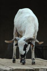 Parque Zoológico de Lagos