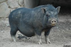 Parque Zoológico de Lagos