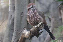 Coracias naevius