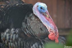 Meleagris gallopavo