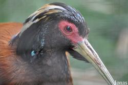Parc Zoologique et Botanique de Mulhouse