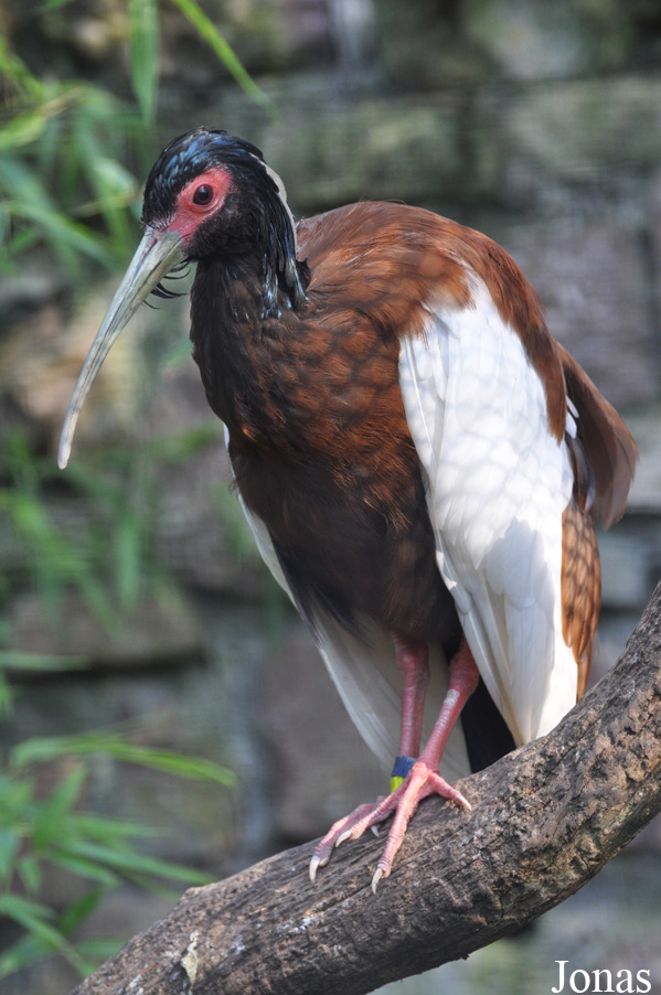 Parc Zoologique et Botanique de Mulhouse