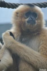 Parc Zoologique et Botanique de Mulhouse