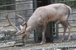 Parc Zoologique et Botanique de Mulhouse