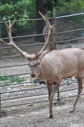 Parc Zoologique et Botanique de Mulhouse