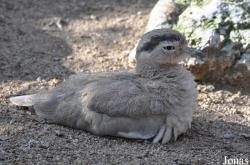 Parc Zoologique et Botanique de Mulhouse