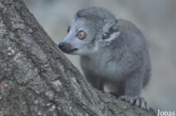 Parc Zoologique et Botanique de Mulhouse