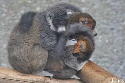 Parc Zoologique et Botanique de Mulhouse