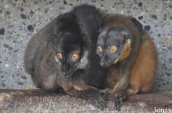 Parc Zoologique et Botanique de Mulhouse