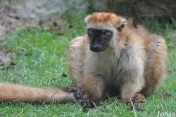 Parc Zoologique et Botanique de Mulhouse