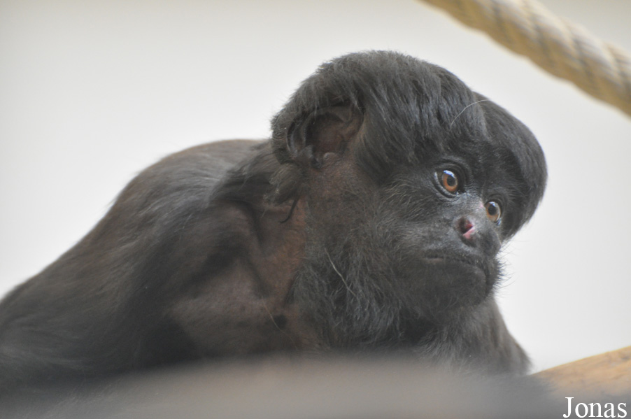 Parc Zoologique et Botanique de Mulhouse