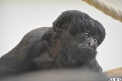 Parc Zoologique et Botanique de Mulhouse