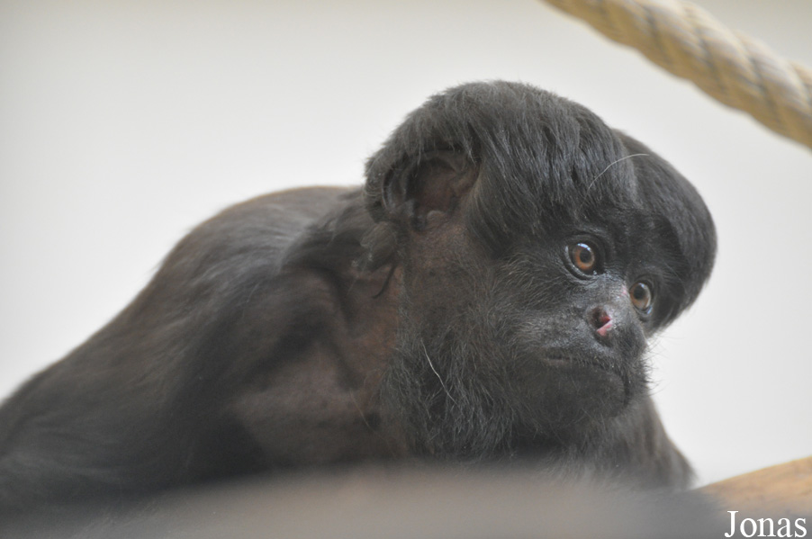 Parc Zoologique et Botanique de Mulhouse