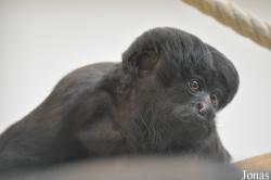 Parc Zoologique et Botanique de Mulhouse
